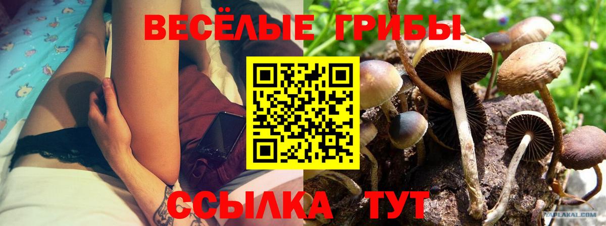 Галлюциногенные грибы Psilocybine cubensis Красноперекопск